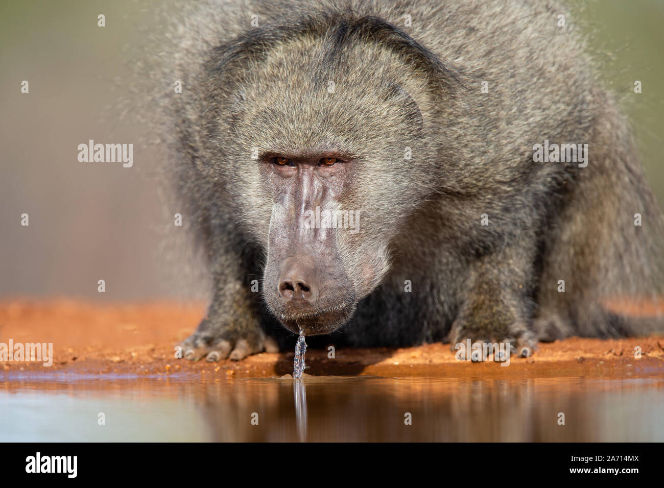 Male Chacma Baboon (Papio ursinus) drinking, Karongwe Game Reserve, Limpopo, South Africa Stock Photo