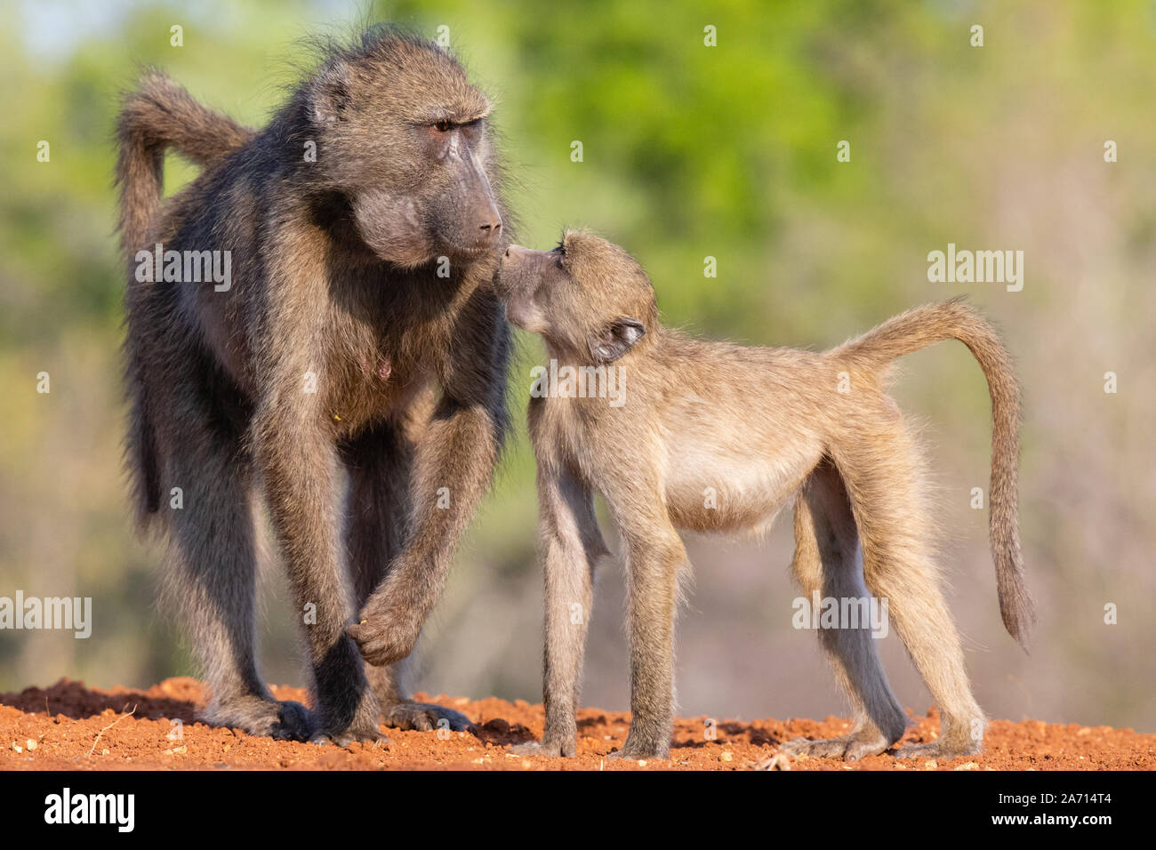 Male and Female Chacma Baboon (Papio ursinus) standing side by side attempting a kiss, Karongwe Game Reserve, Limpopo, South Africa Stock Photo