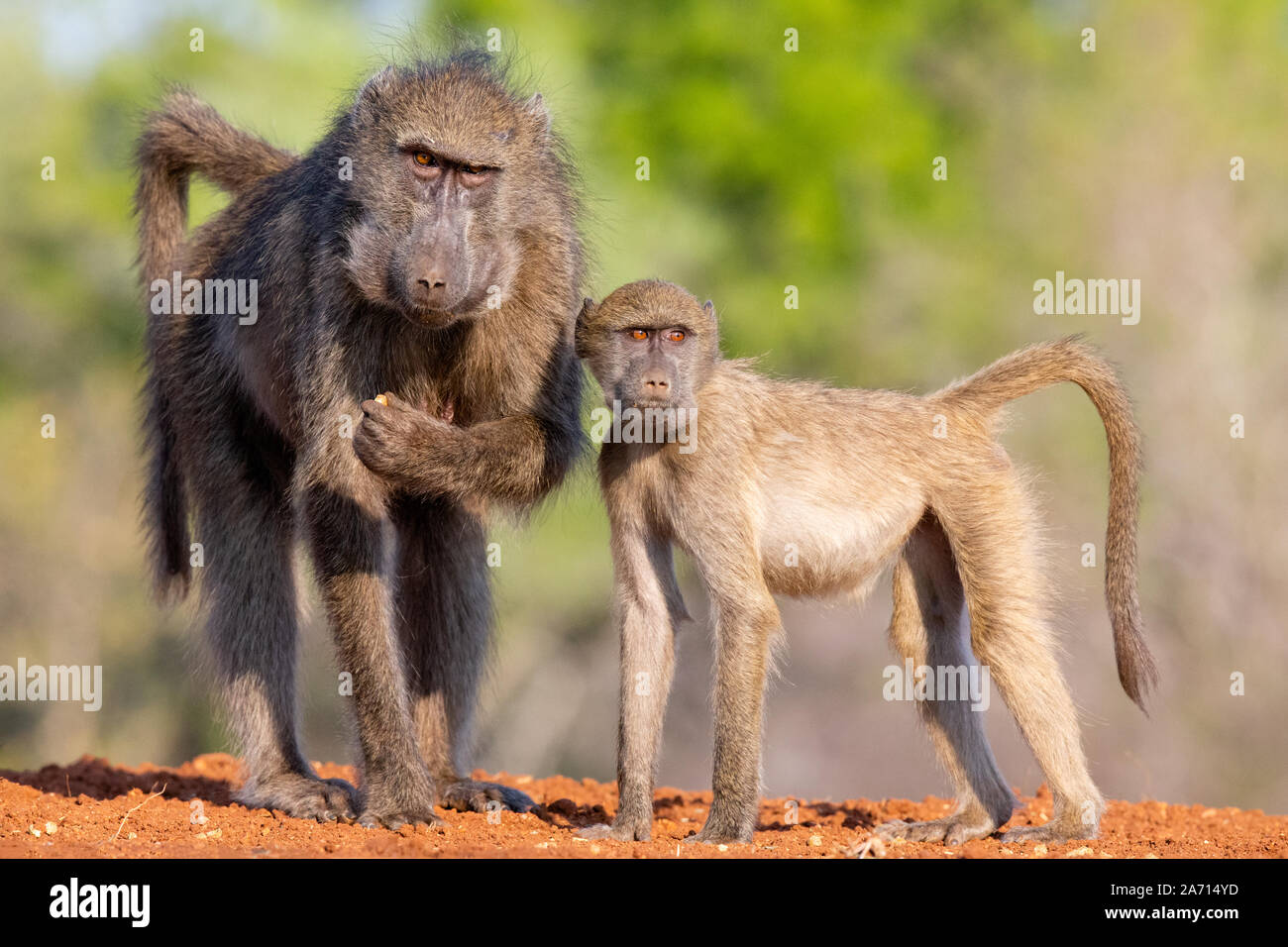 Male and Female Chacma Baboon (Papio ursinus) standing side by side, Karongwe Game Reserve, Limpopo, South Africa Stock Photo