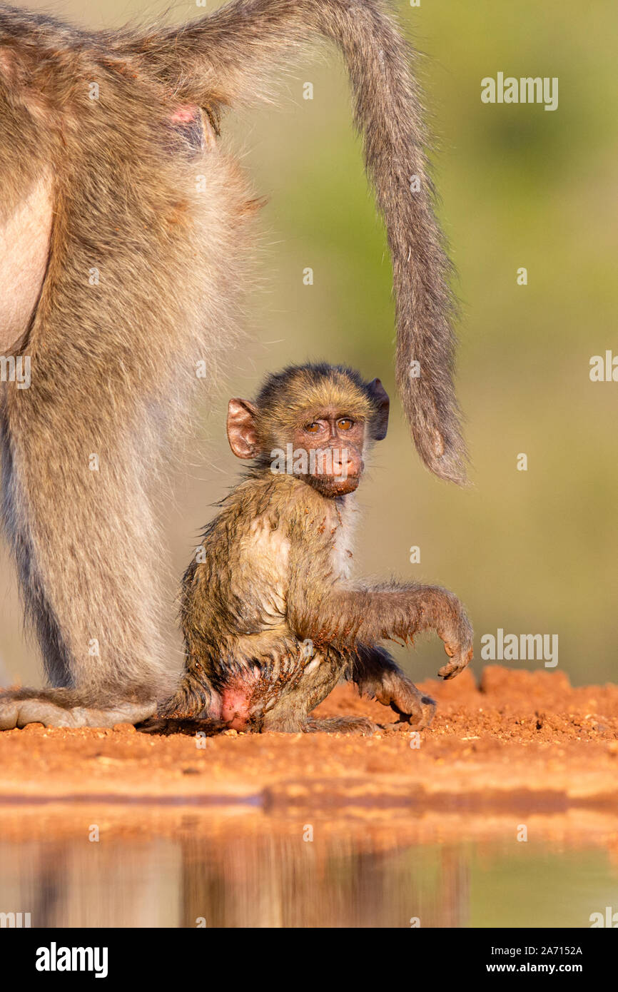 Wet baby Chacma Baboon (Papio ursinus) sitting under mother's tail, Karongwe Game Reserve, Limpopo, South Africa Stock Photo