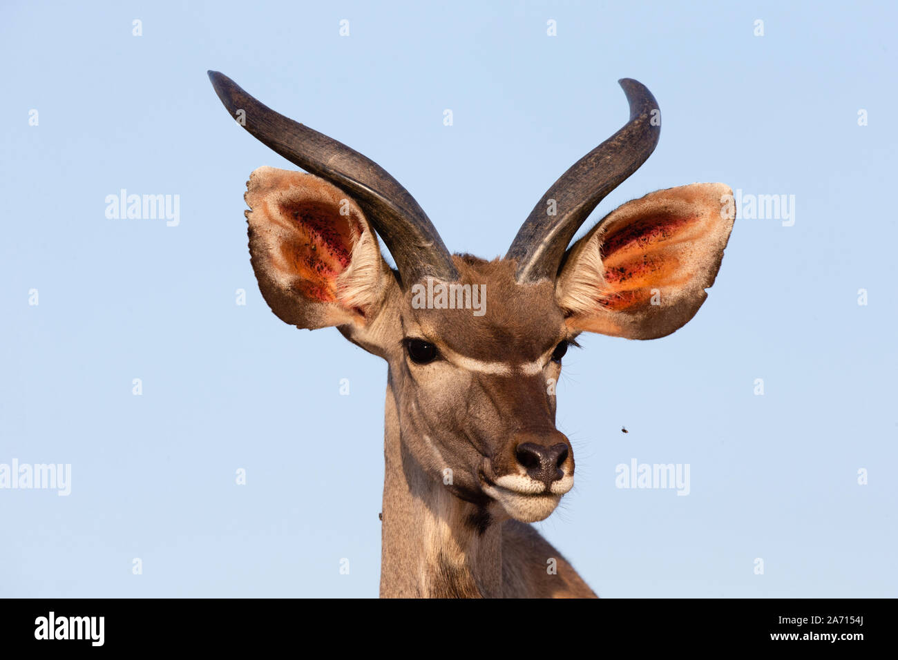 Juvenile Greater Kudu (Tragelaphus strepsiceros) male portrait, Karongwe Game Reserve, Limpopo, South Africa Stock Photo