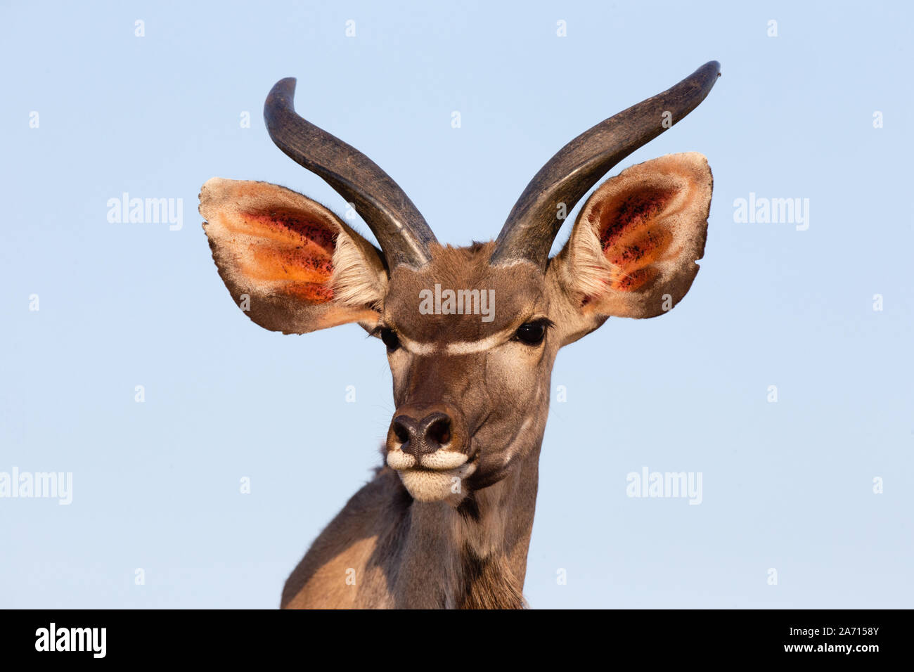 Juvenile Greater Kudu (Tragelaphus strepsiceros) male portrait, Karongwe Game Reserve, Limpopo, South Africa Stock Photo