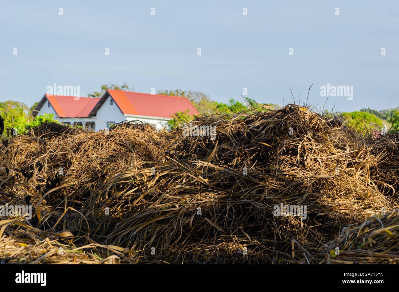 Cut Dried Grass Stock Photo Alamy