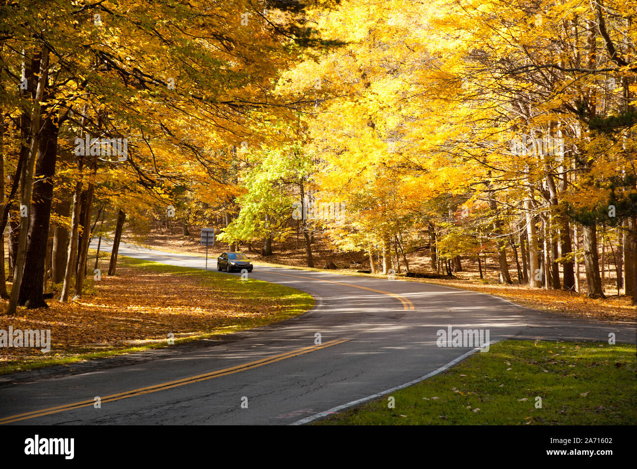colorful Autumn leaves on trees line a road throughLetchworth State Park in the fall season Stock Photo