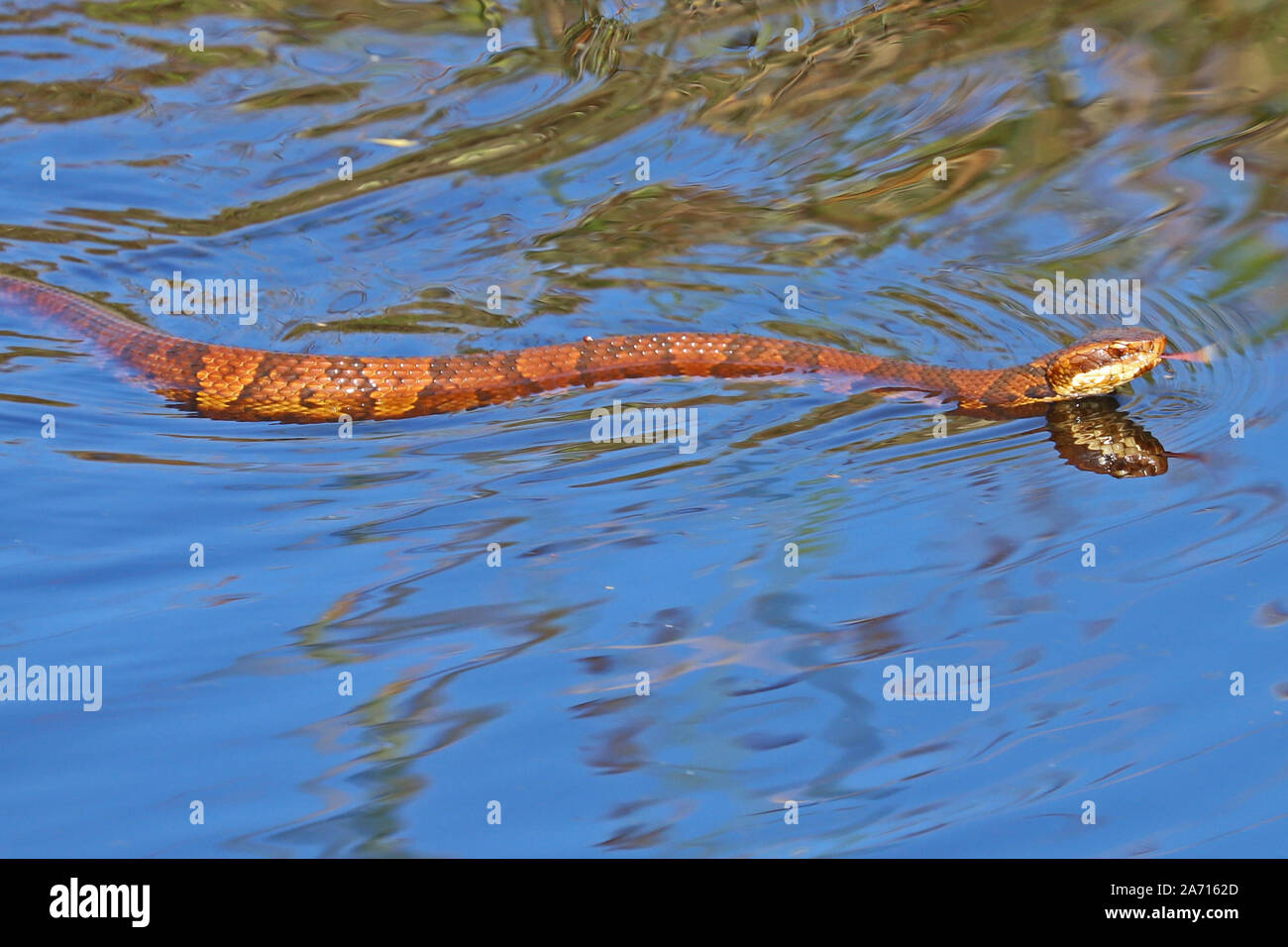 Cottonmouth Snake High Resolution Stock Photography and Images Alamy