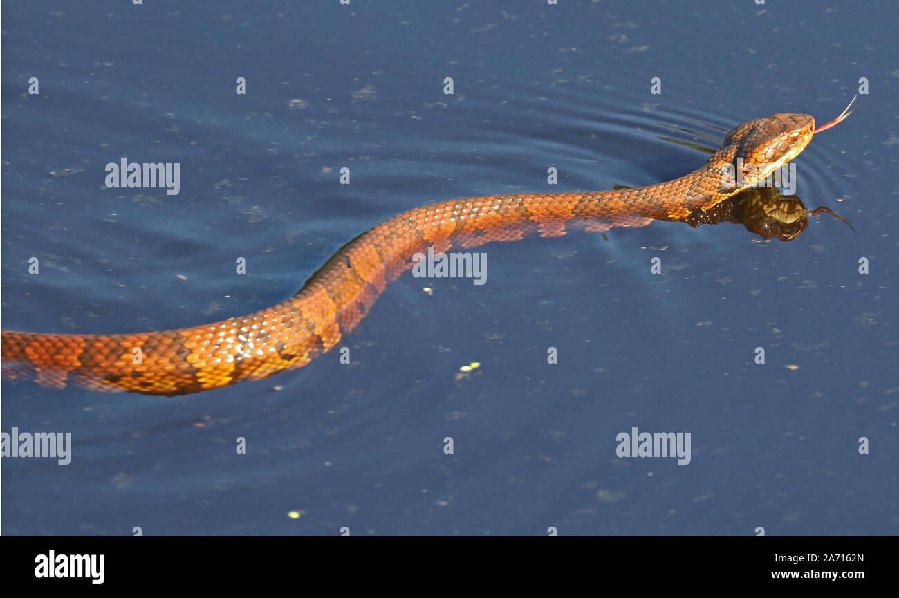 Water moccasin (cottonmouth) snake swimming along a water ditch Stock
