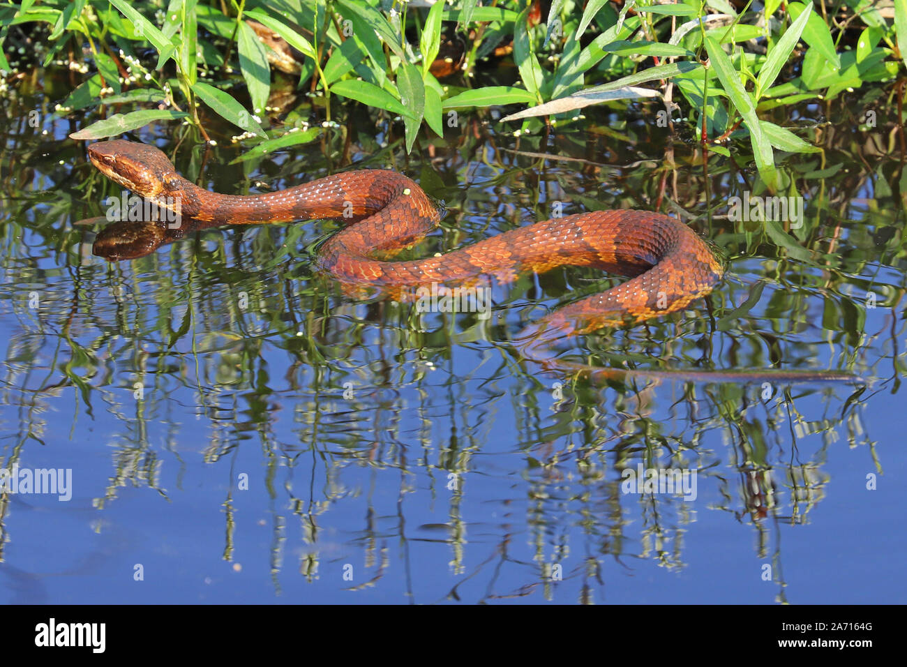 Water moccasin (cottonmouth) snake swimming along a water ditch Stock