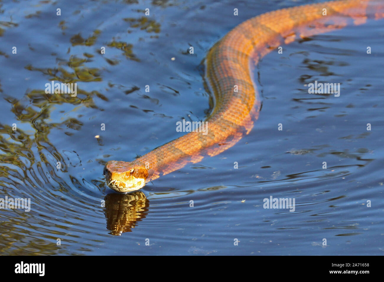 Water moccasin (cottonmouth) snake swimming along a water ditch Stock
