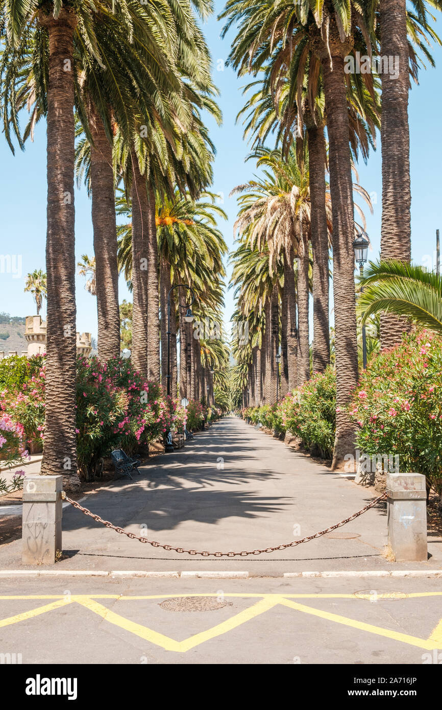 sidewalk walkway under palm trees - palm tree alley way  - Stock Photo