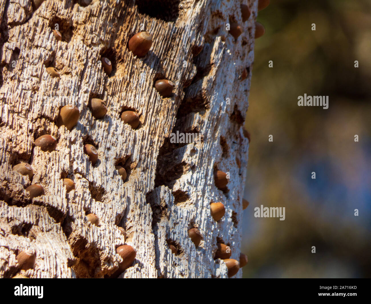 Acorn woodpecker acorn Granary stash in dead tree Stock Photo