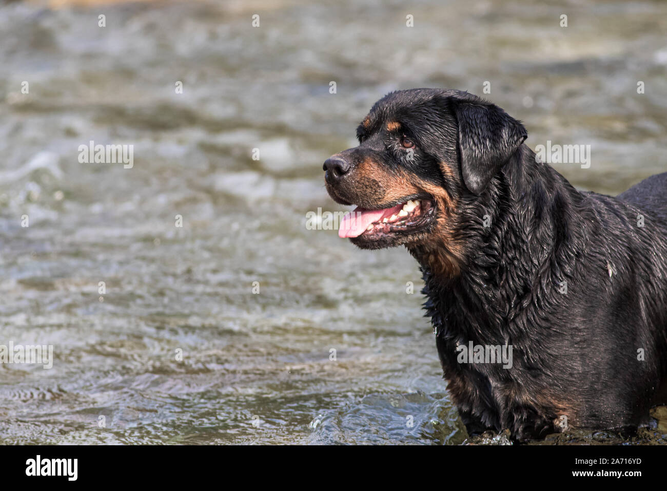 Are Rottweilers Good Water Dogs