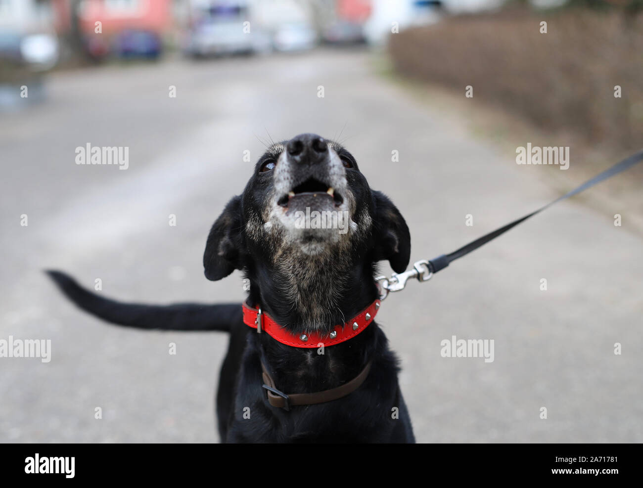 Dog barking street hires stock photography and images Alamy