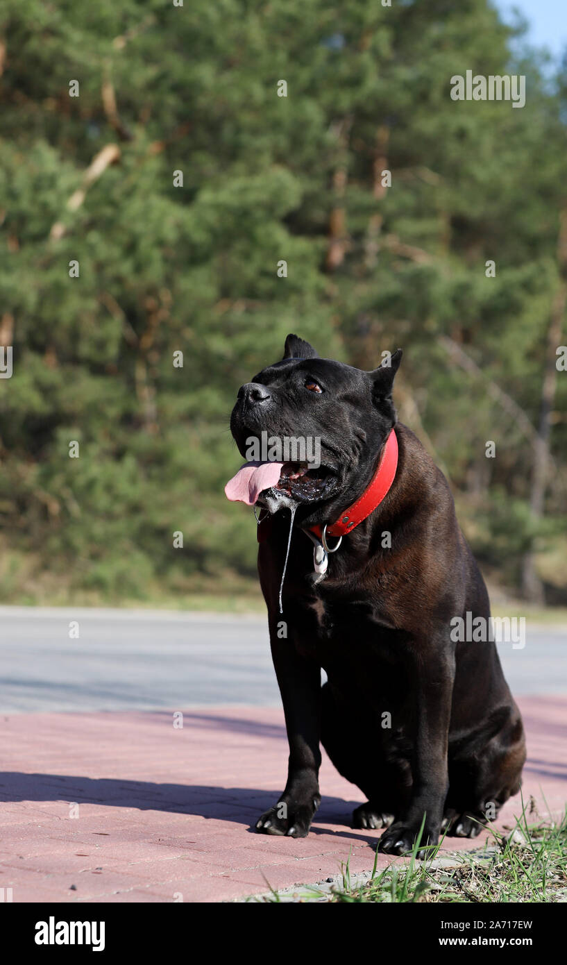 dog sitting on the pavement Stock Photo - Alamy