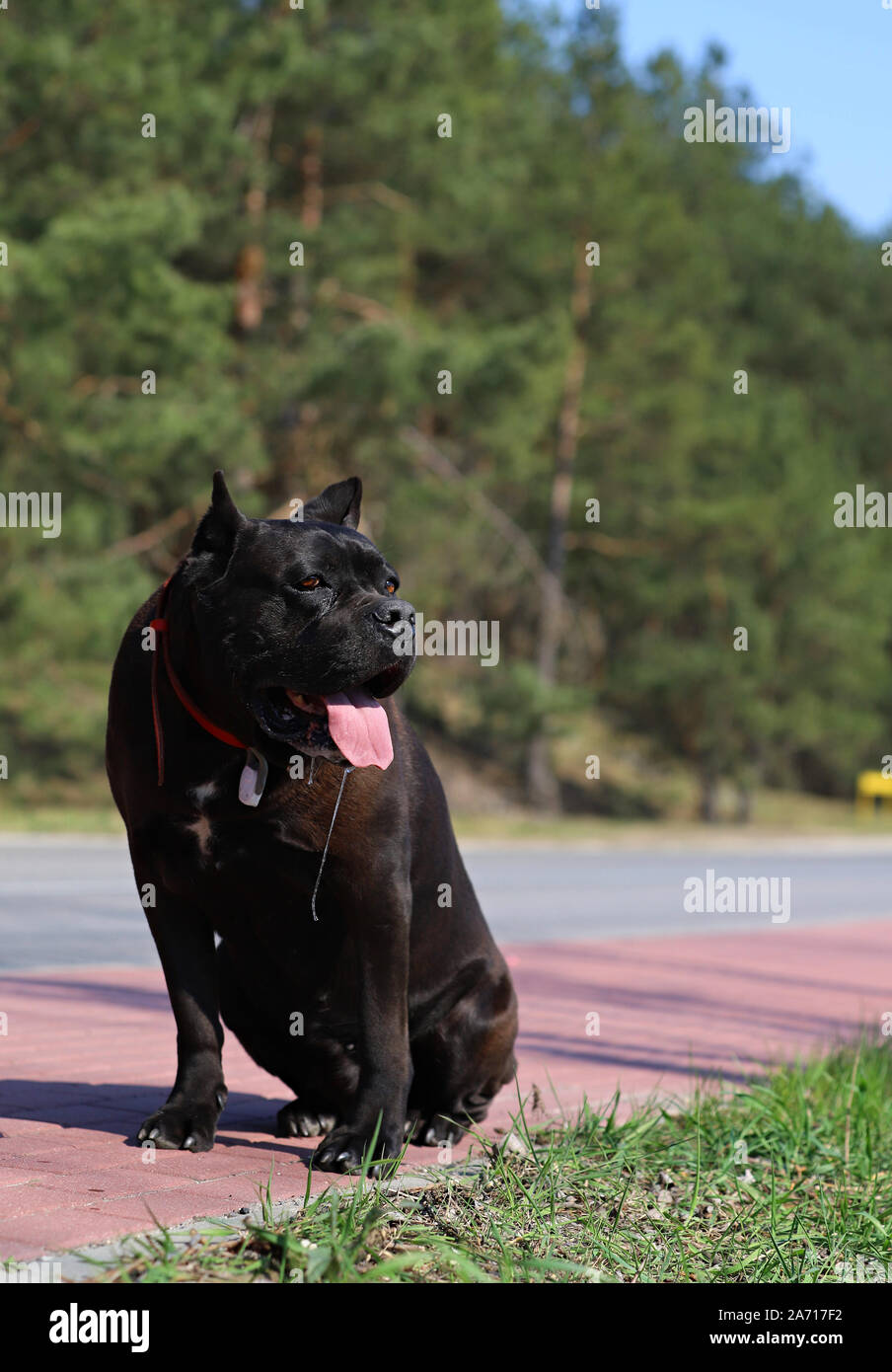 dog sitting on the pavement Stock Photo - Alamy