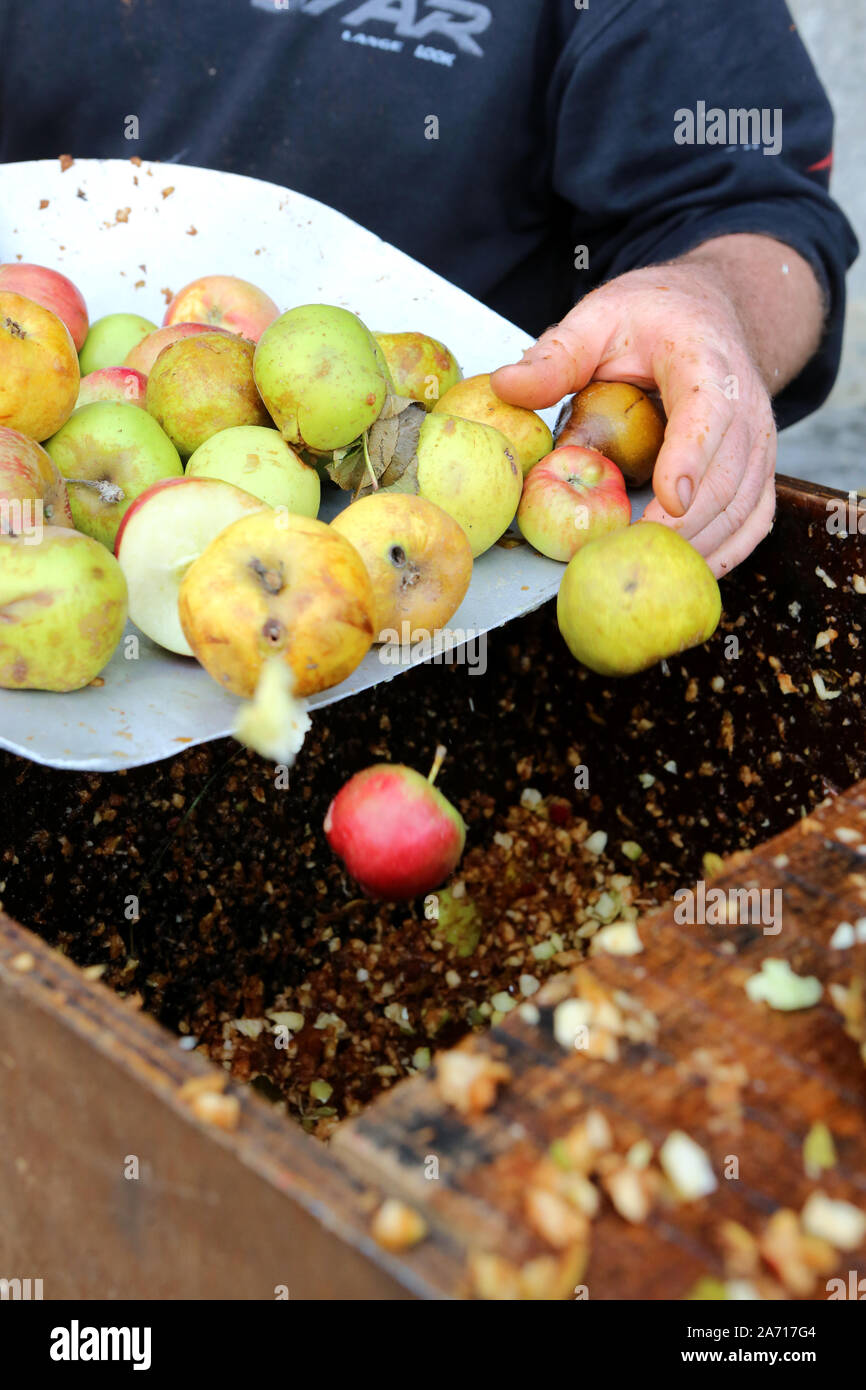 Fabrication de jus de pomme. Déverser des pommes dans un pressoir. Saint-Gervais-les-Bains. Haute-Savoie. France. Stock Photo