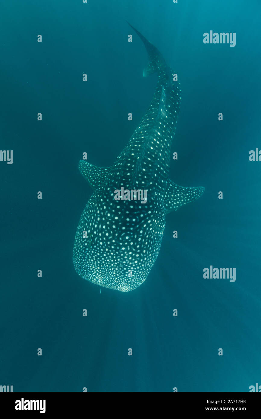 A whale shark, Rhincodon typus, slowly swims through beams of sunlight in Indonesia. This is the largest known extant fish species on Earth. Stock Photo