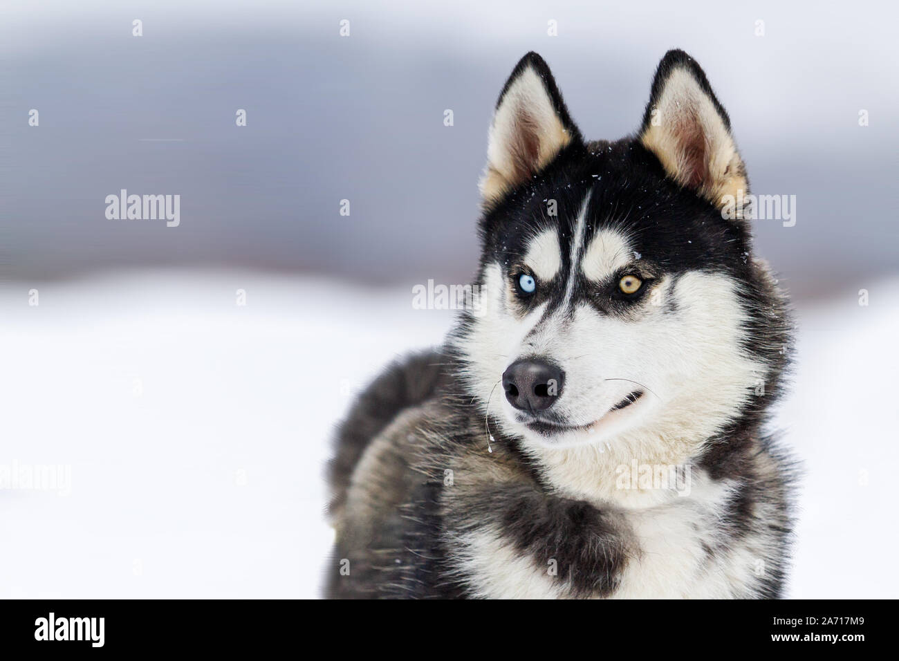 Handsome husky hotsell
