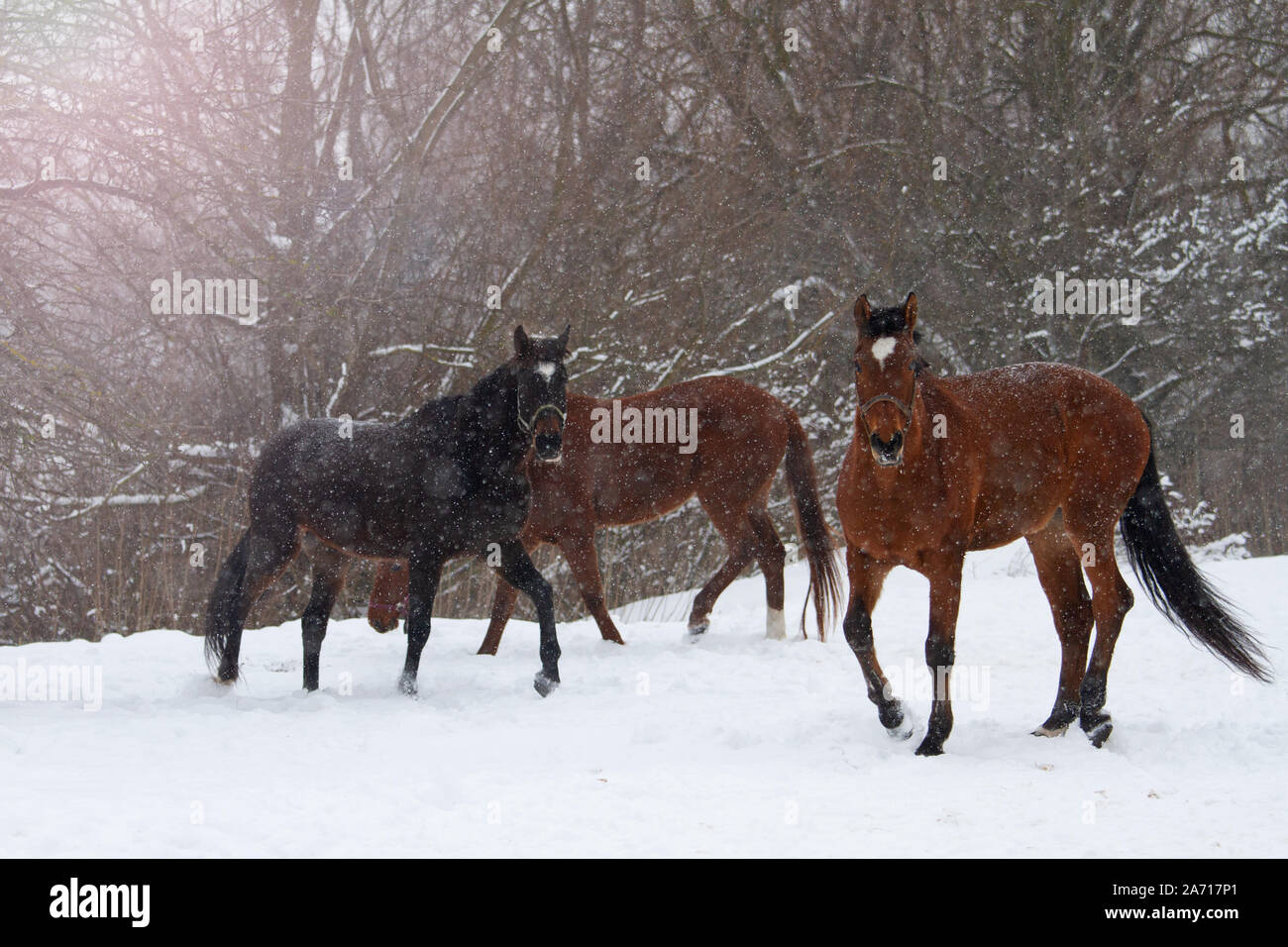 Winter snow team horses hi-res stock photography and images - Alamy