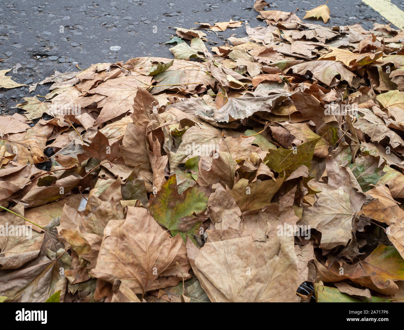 The surface of the dried leaves on the ground is an aesthetic background in  the garden forest and autumn colors Stock Photo - Alamy