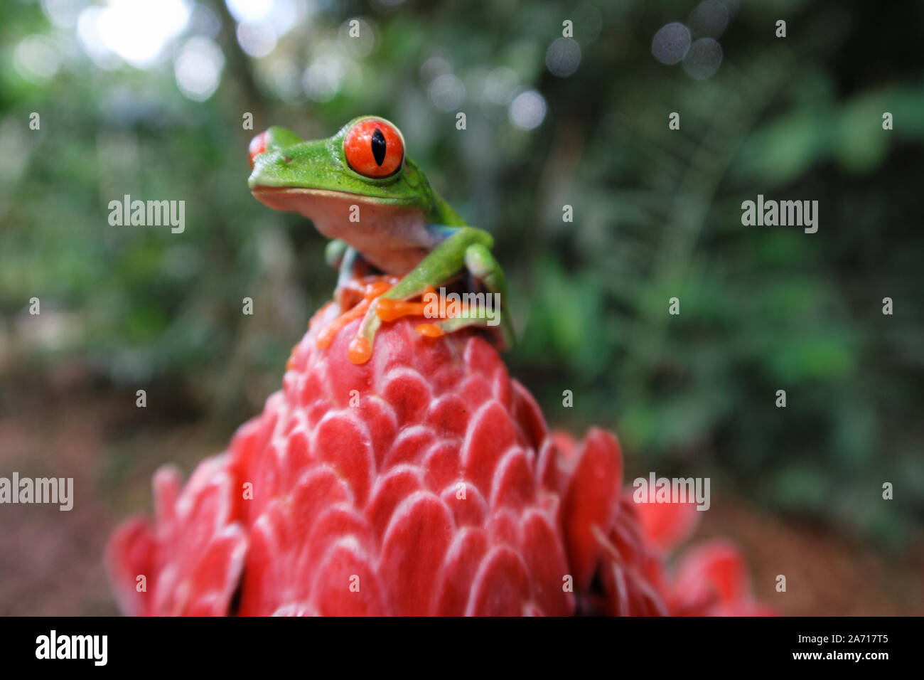 Costa Rican Red Eyed Tree Frog (Agalychnis callidryas) sitting on