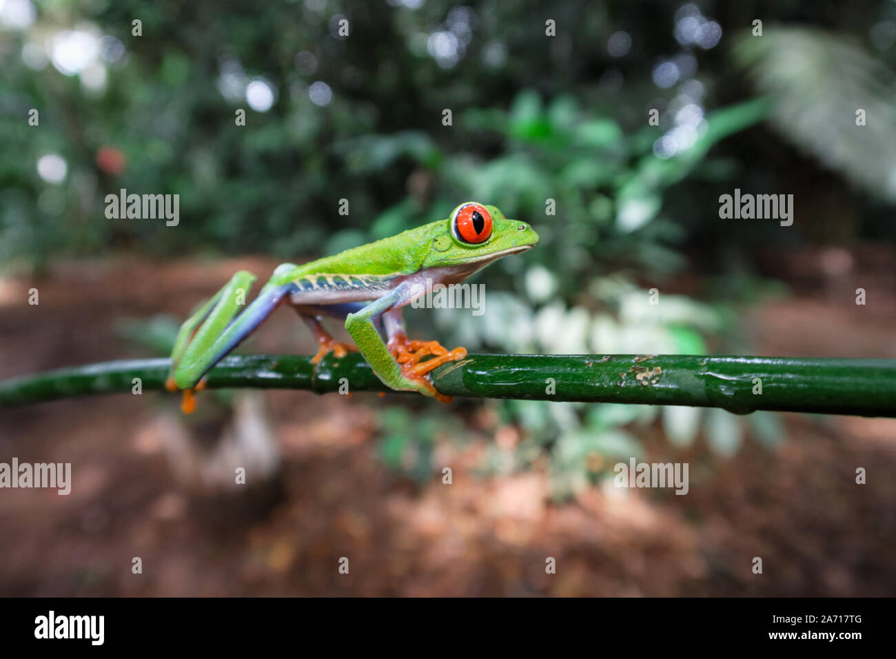Costa Rican Red Eyed Treefrog (Agalychnis callidryas) on a tree branch. Frogs Heaven, Costa Rica, Central America. Stock Photo