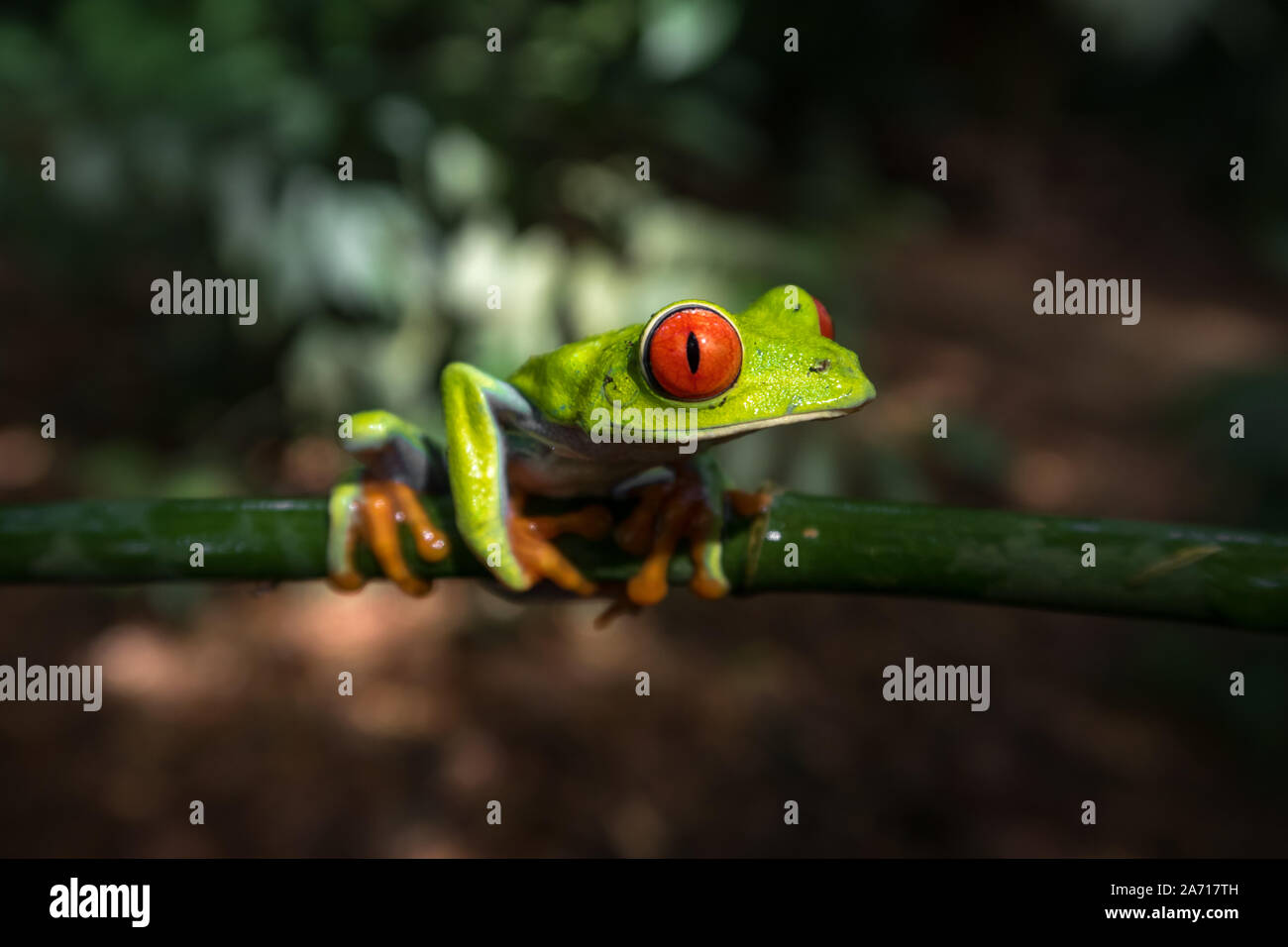 Costa Rican Red Eyed Treefrrog (Agalychnis callidryas). Frogs Heaven