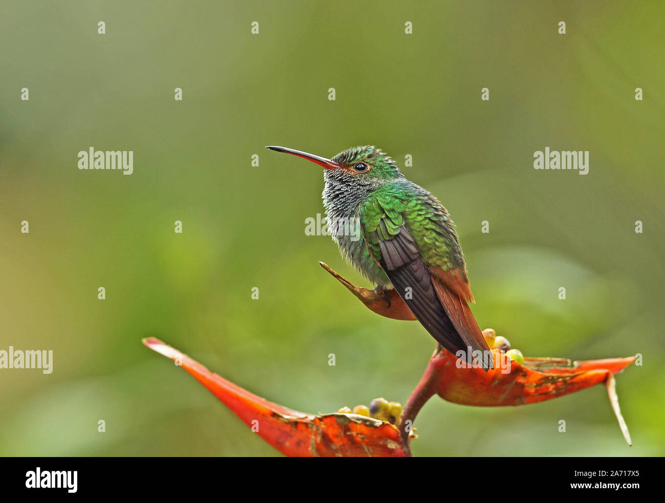 Rufous-tailed Hummingbird (Amazila tzacatl) adult perched on flower  Torti, Panama        April Stock Photo