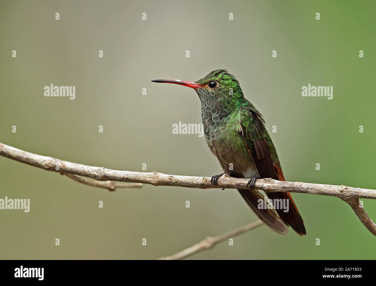 Rufous-tailed Hummingbird (Amazila tzacatl) adult perched on twig  Torti, Panama        April Stock Photo