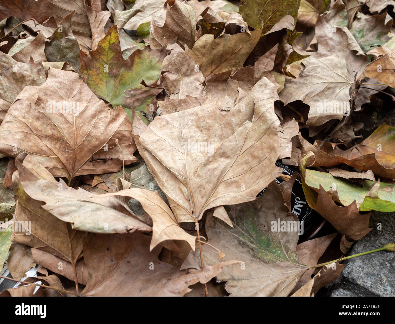 Crisp Leaves