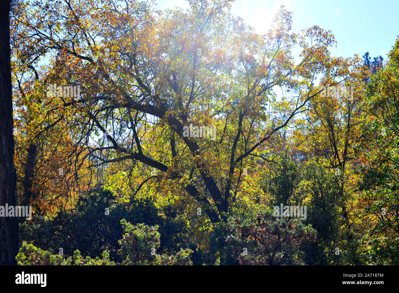 Trees showing fall colors in the San Bernardino Mountains near  Lake Arrowhead, CA Stock Photo