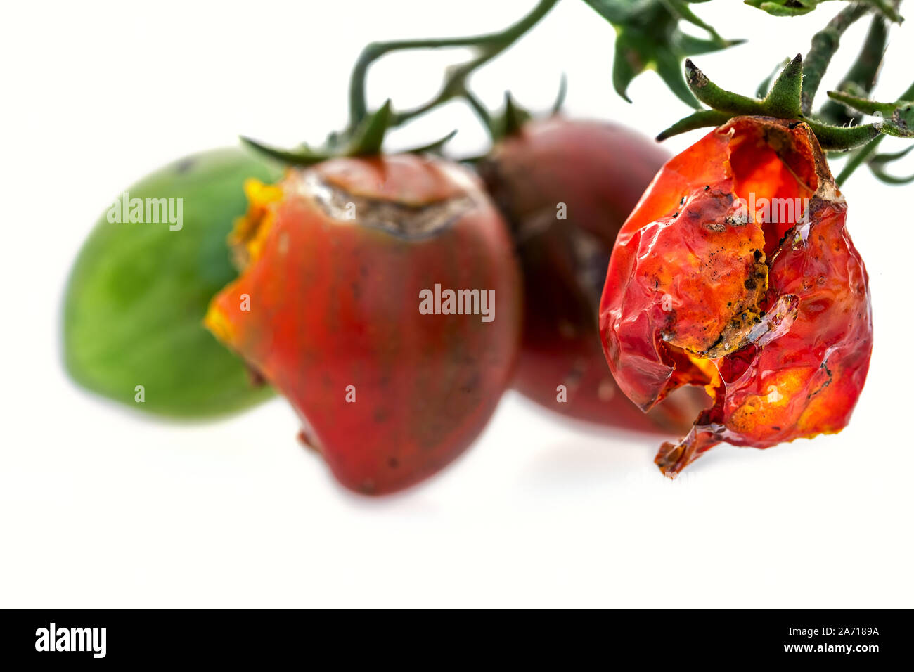 one rotten tomato in focus on the right, three blurry ones in the background, all isolated on white Stock Photo