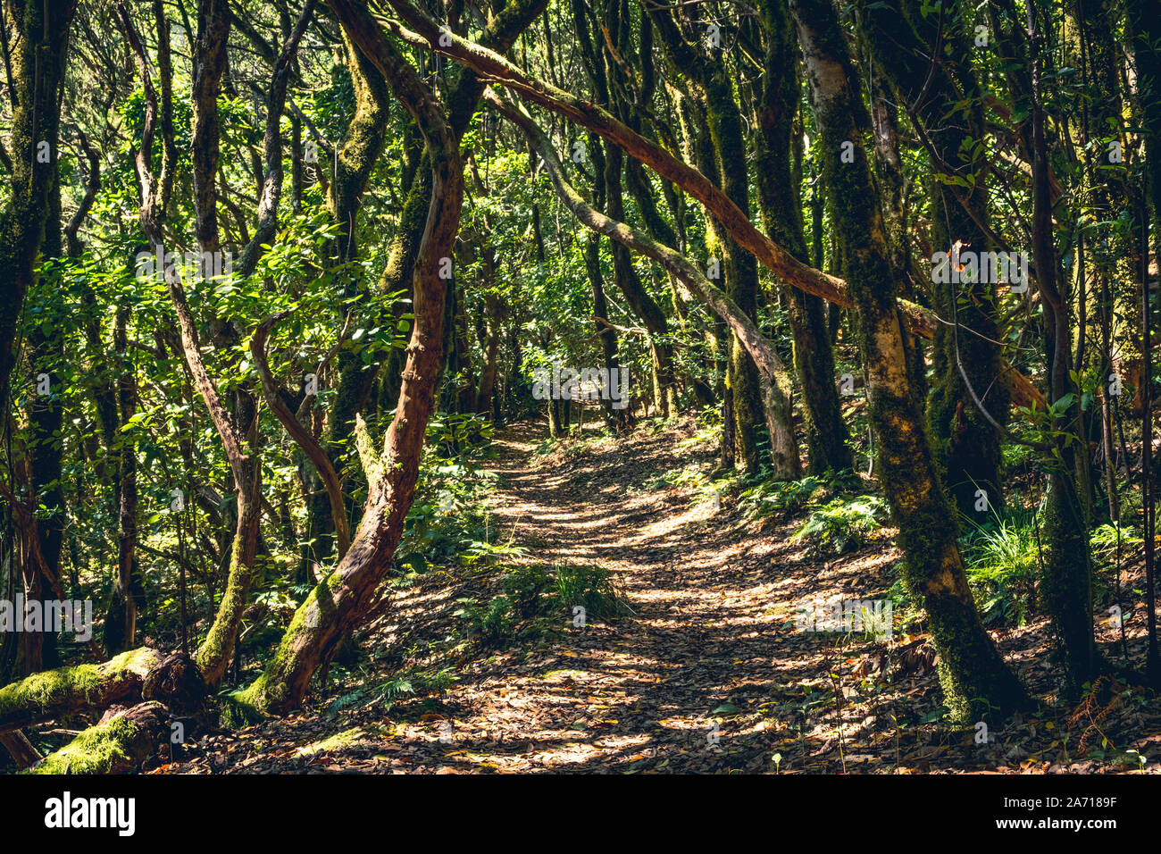 hiking path in forest landscape - walkway in forest - Stock Photo