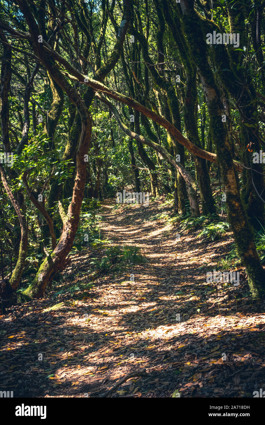 hiking path in forest landscape - walkway in forest - Stock Photo