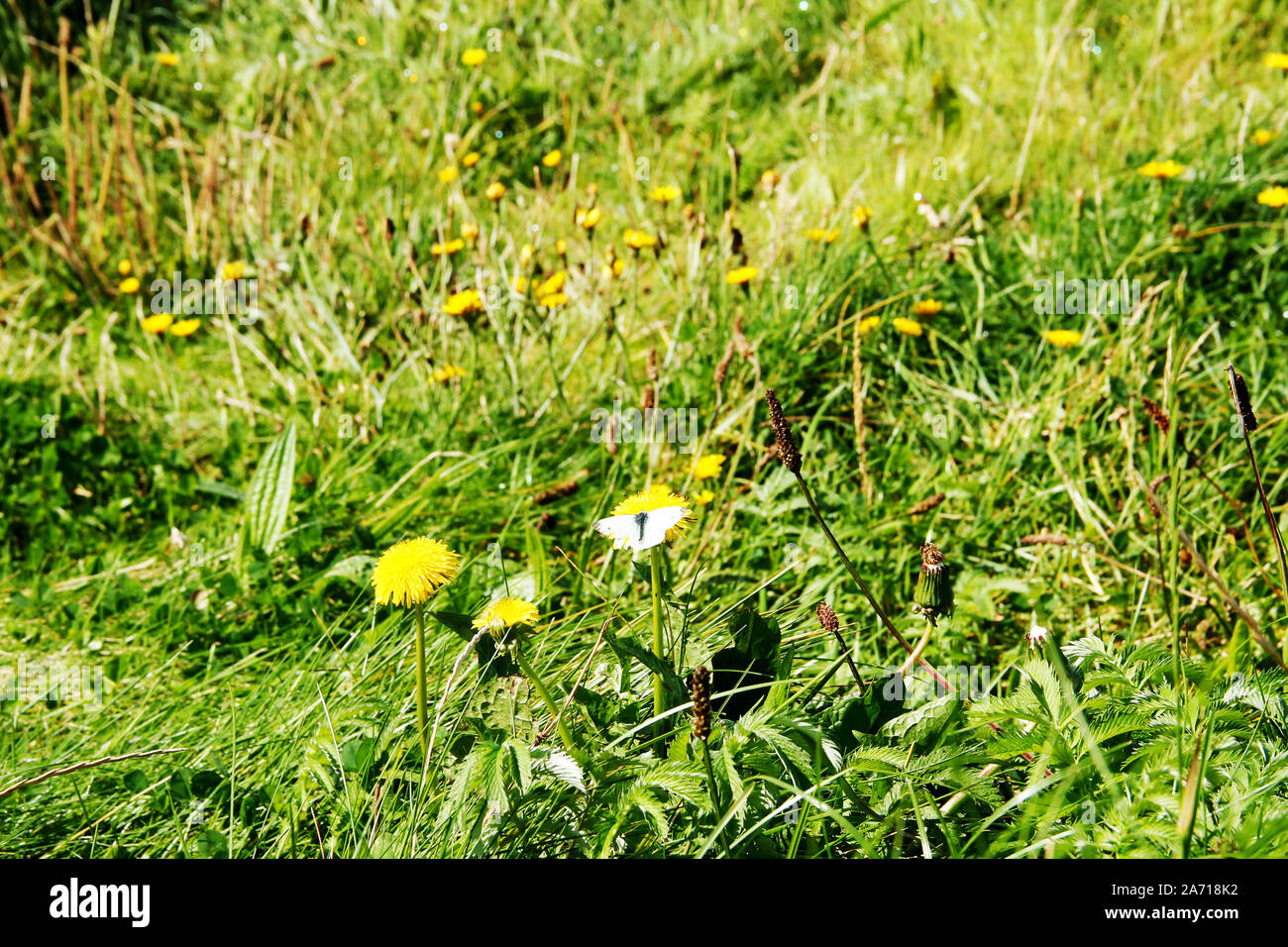 View of a meadow with a butterfly, whiting, on a dandelion Stock Photo
