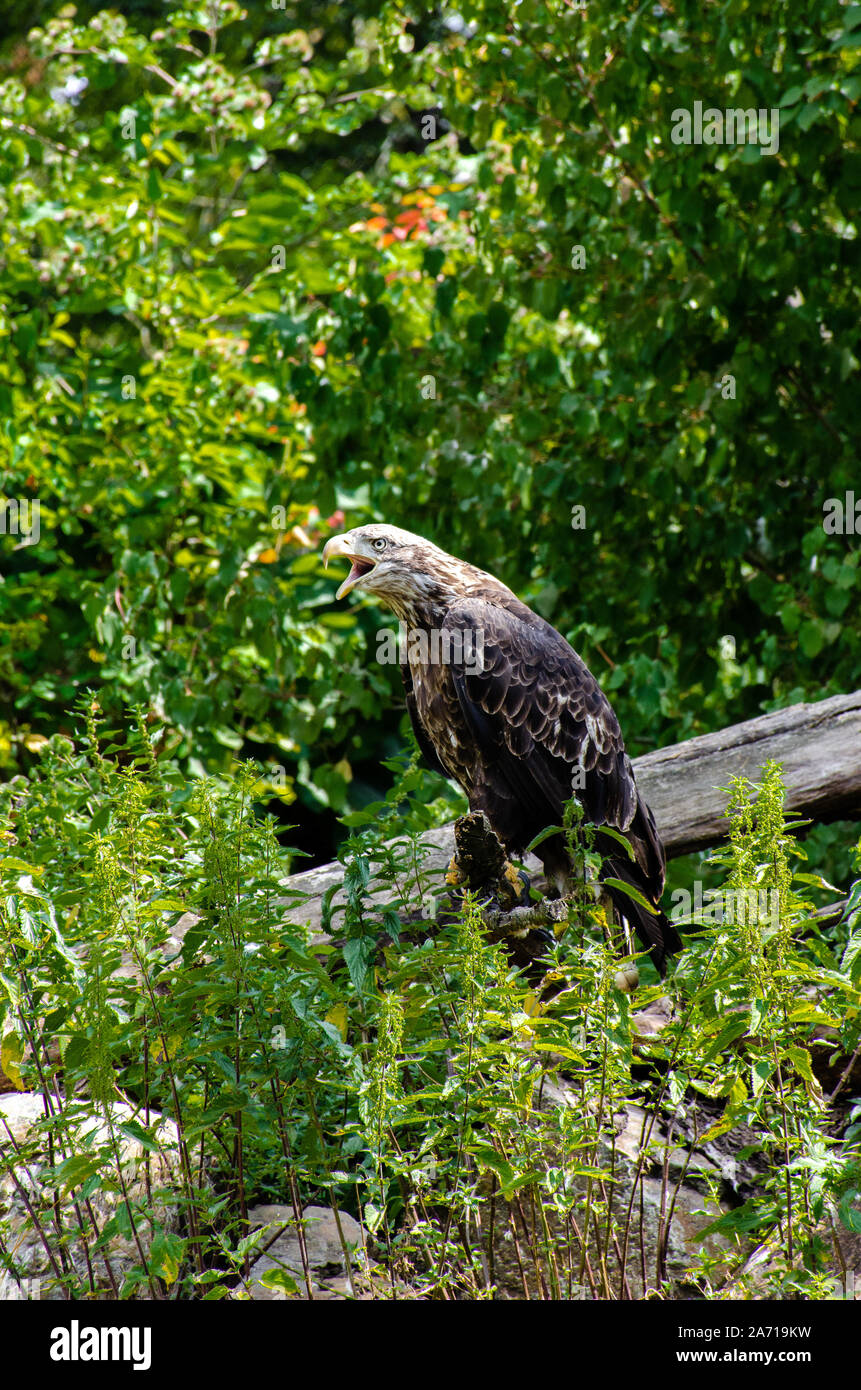 Zoo free hi-res stock photography and images - Alamy