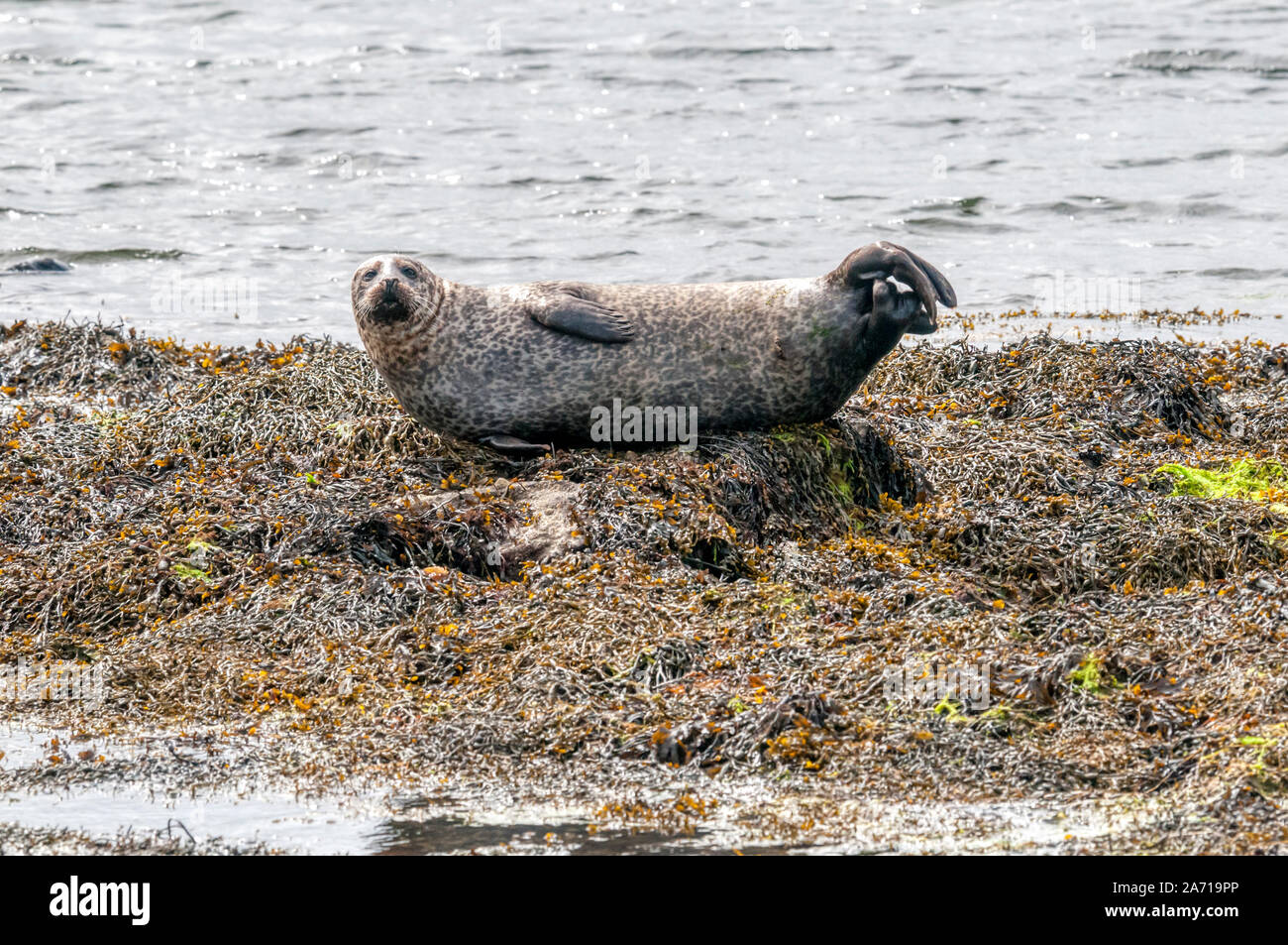 A harbour seal or common seal, Phoca vitulina , hauled out on rocks off Bressay in Shetland. Stock Photo