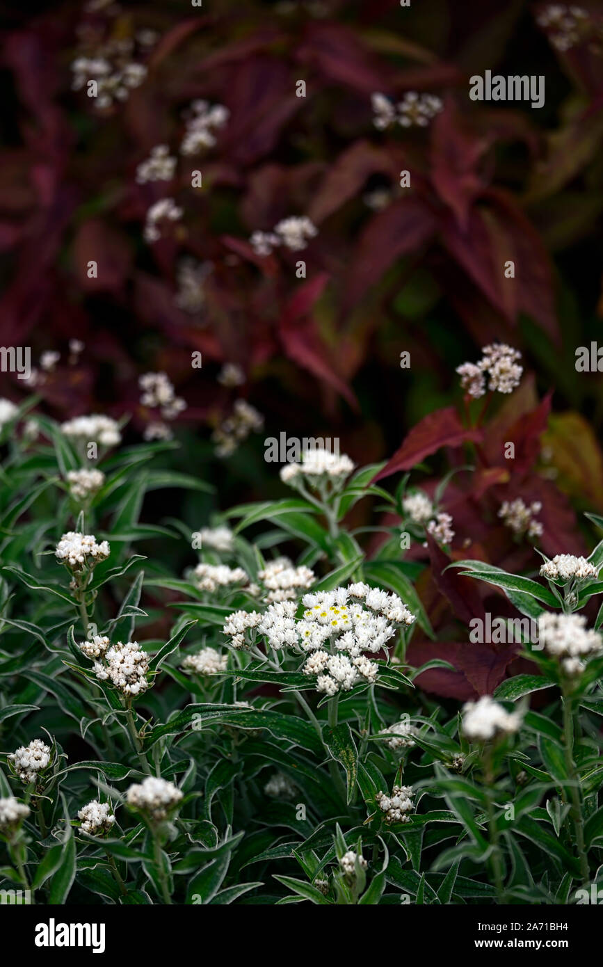 Achillea ptarmica The Pearl,Sneezewort,herbaceous perennial,sprays,white double,flowers,bloom,blossom,blooms,persicaria,RM Floral Stock Photo