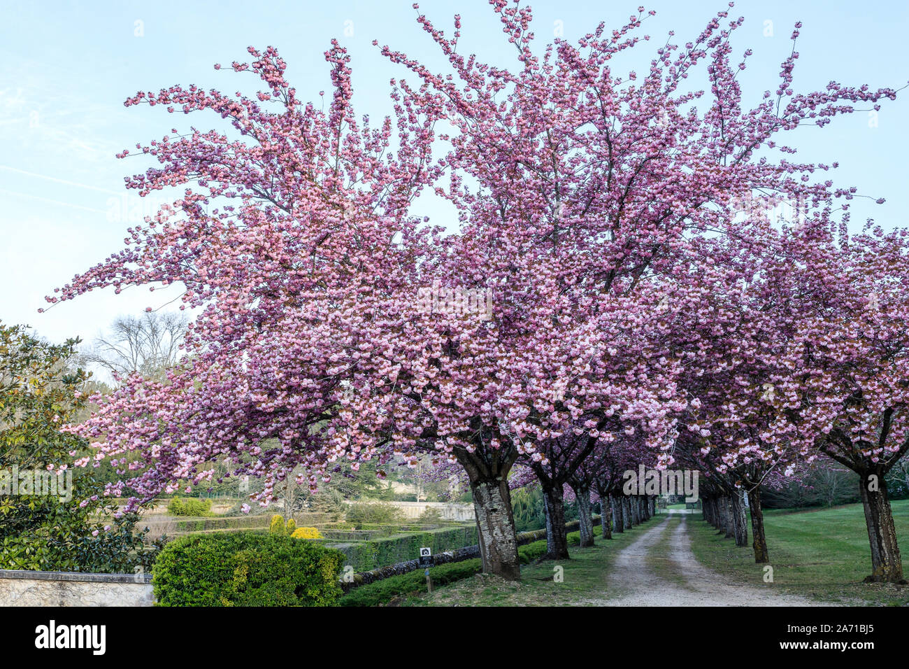 Cerisier Du Japon High Resolution Stock Photography And Images Alamy