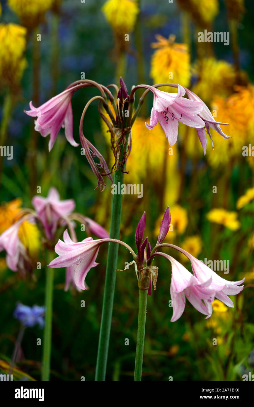 Crinum x powellii Roseum,swamp lily,flower,flowers,flowering,pink,bloom