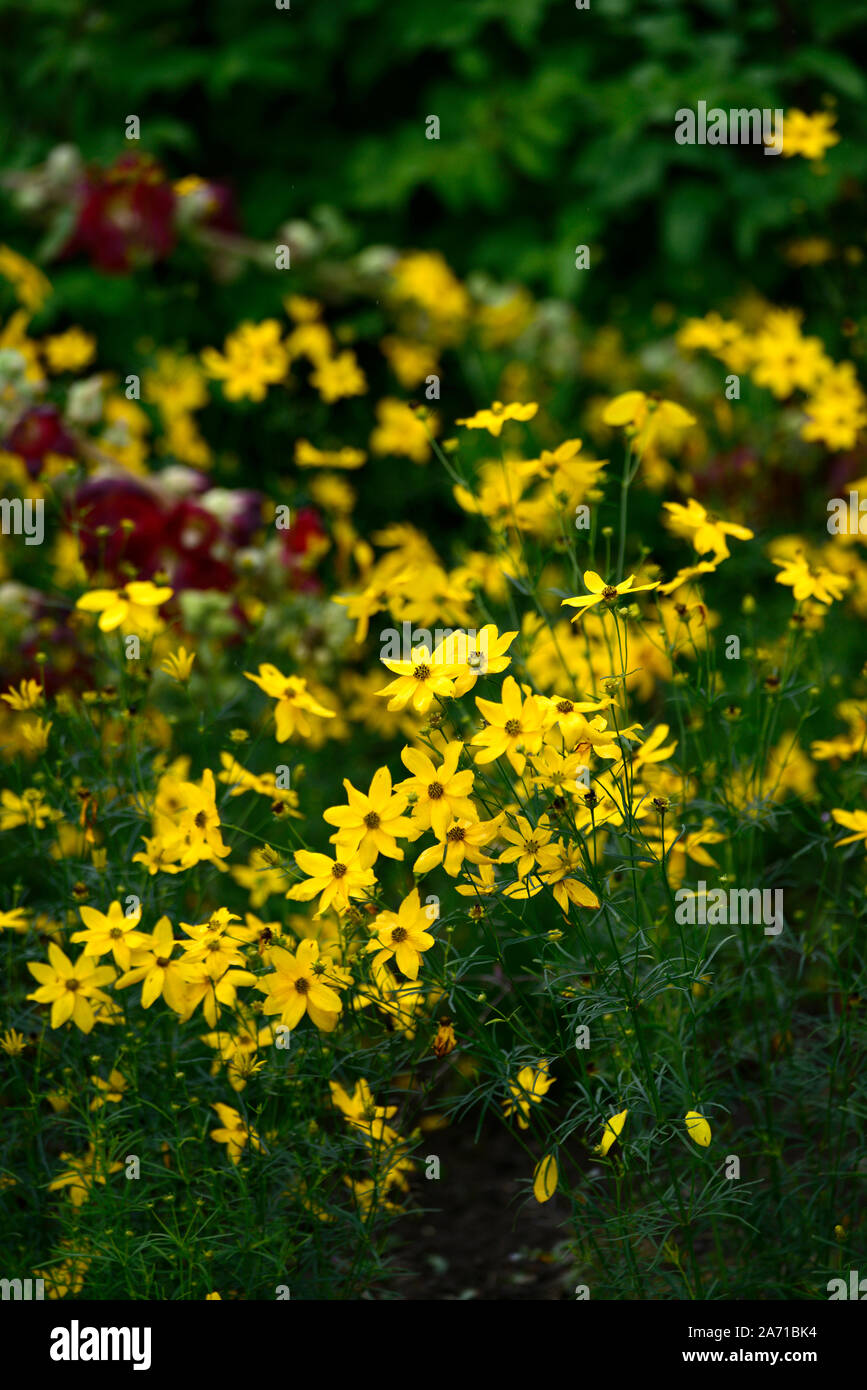 Coreopsis verticillata Moonbeam,tickseed,perennial,perennials,display