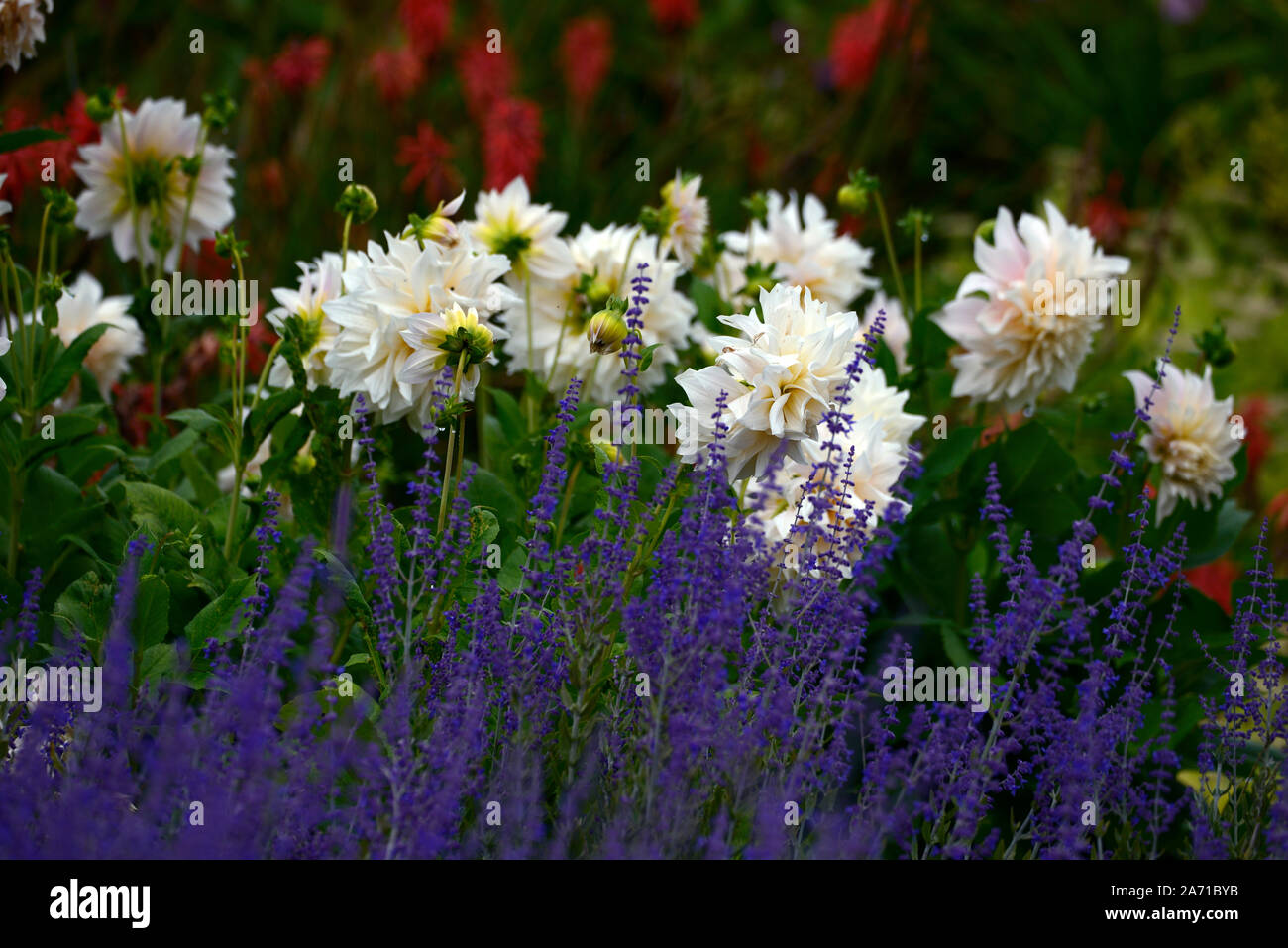 dahlia cafe au lait,perovskia atriplicifolia little spire,blue,white,flower,flowers,flowering,mix,mixed planting scheme,perennial border,RM Floral Stock Photo
