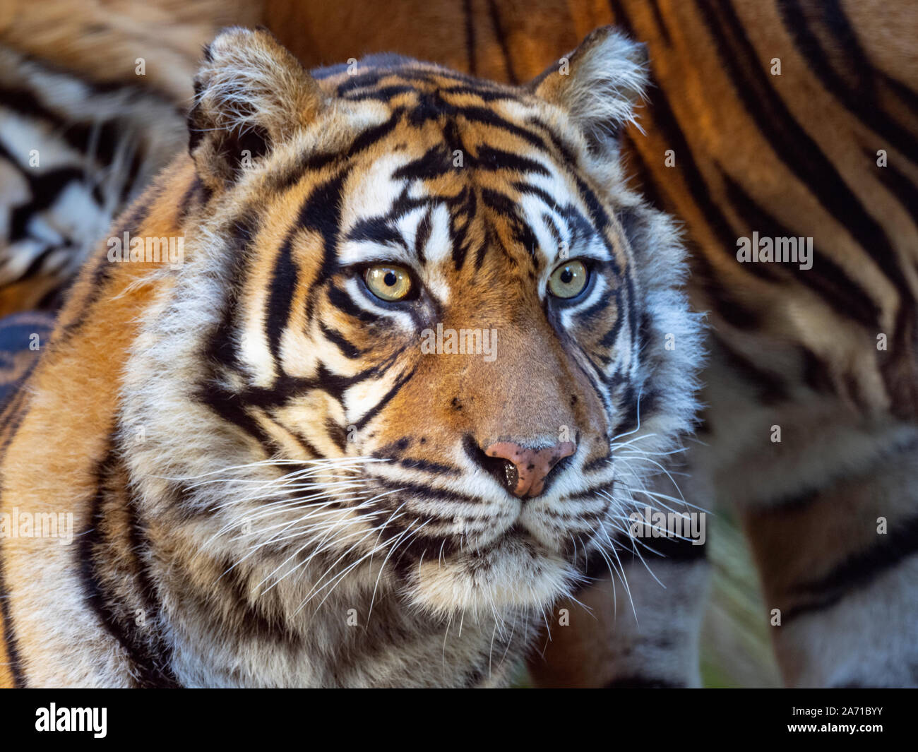 Sumatran tiger Panthera tigris sondaica CAPTIVE Stock Photo