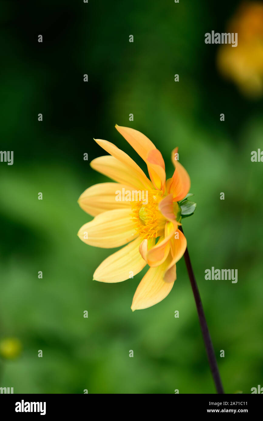 dahlia,yellow,single,flower,flowers,flowering,dahlias,RM Floral Stock Photo