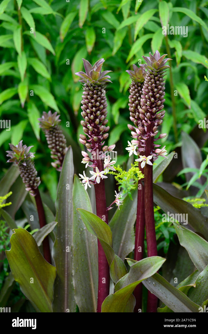 Eucomis comosa Sparkling Burgundy,Pineapple lily,racemes,raceme, red-purple, leafy bract,bracts,flower,flowers,flowering,RM Floral Stock Photo