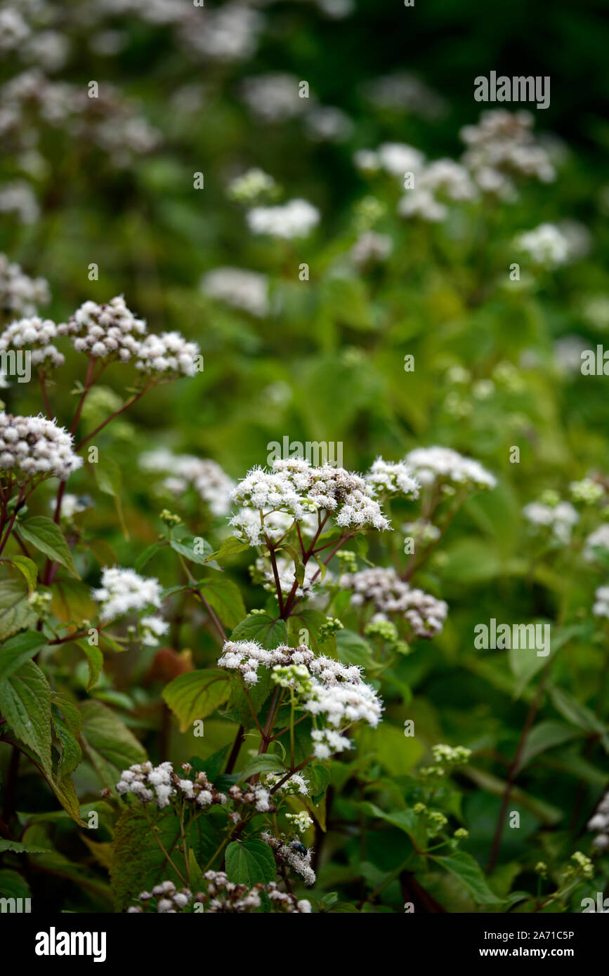 eupatorium rugosum album,Ageratina altissima var altissima,white,flower,flowers,flowering,RM floral Stock Photo