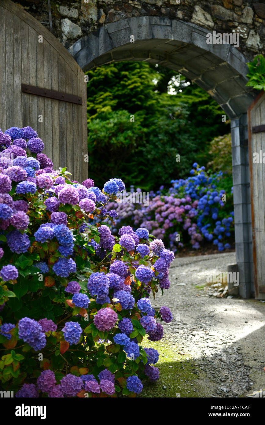 Hydrangea macrophylla,mophead hydrangea,blue,purple ,flower,flowers,inflorescence,hydrangeas,acrh,arched gate,gateway,walled  garden,RM Floral Stock Photo - Alamy