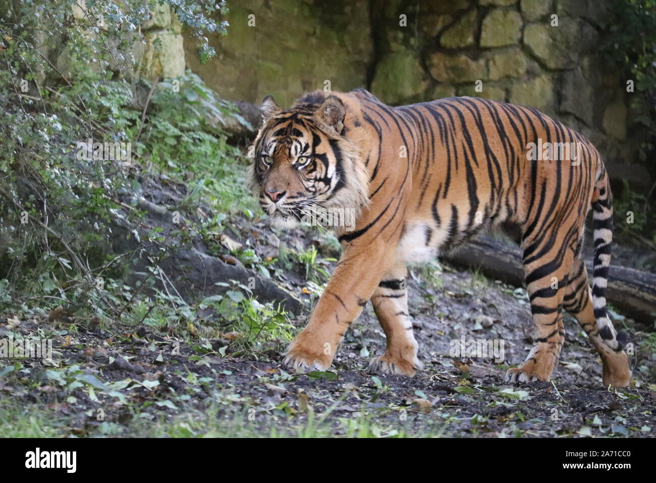 Male Sumatran Tiger, Joao, patrolling his enclosure (panthera tigris sumatrae) Stock Photo