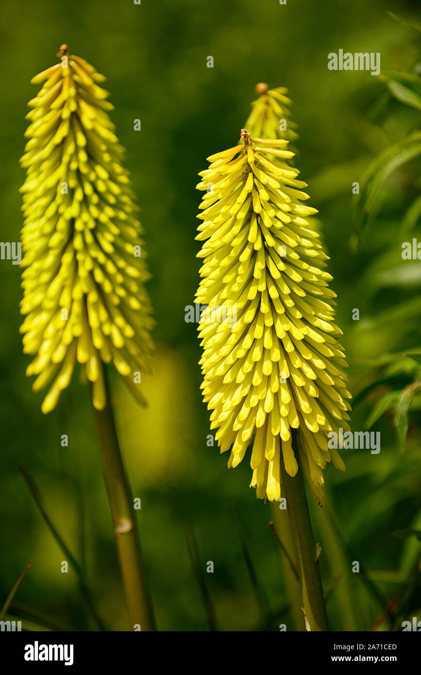Kniphofia Bees Lemon,torch lily,red hot poker,yellow,tubular flower spike,flowers,flowering,RM Floral Stock Photo