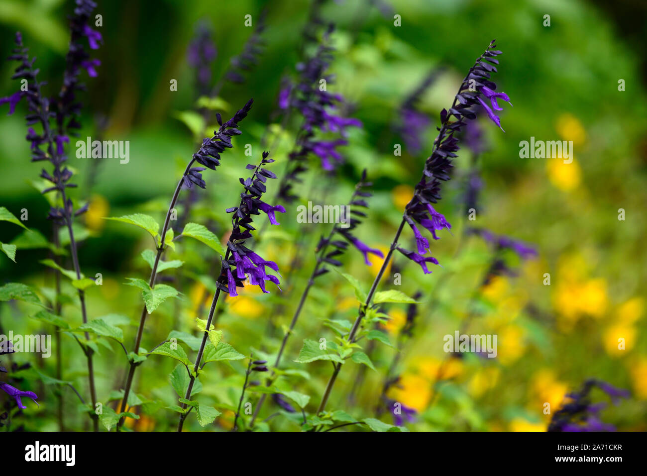 salvia amistad,purple,sage,sages,flower,flowers,flowering,tender