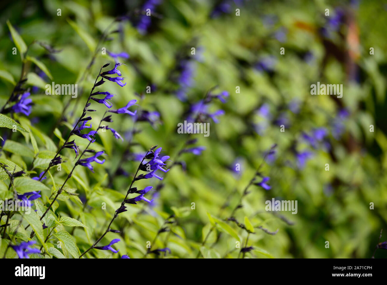 Salvia guaranitica Black and Bloom,purple,sage,sages,flower,flowers